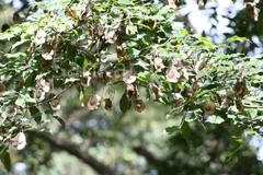 Pterocarpus marsupium